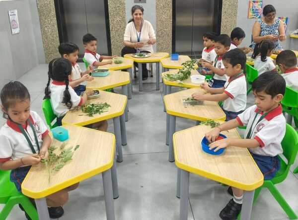 Curry leaves plucking Activity